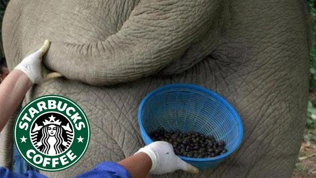 Starbucks�ın kahvelerinde fil dışkısı kullandığını kabul ettiği iddiası
